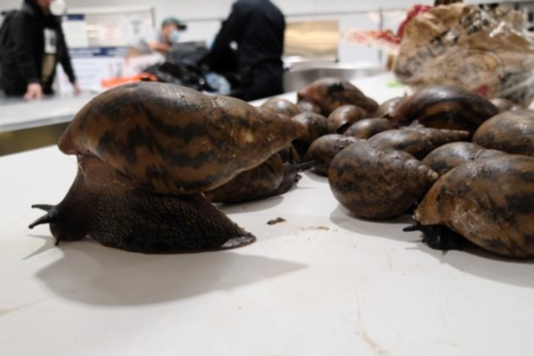 JFK Airport Customs Officer Seizes 22 African Snails from Traveler’s Bag